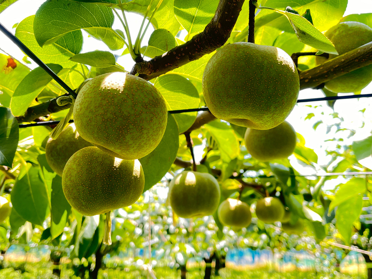 幸水（８月上旬〜中旬）